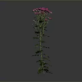 Tall Green Stem Plant With Lush Leaves And Pink Flowers