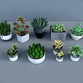 Decorative Potted Plants Various Types Different Shapes Sizes on Gray Tabletop with Gray Background 3d model