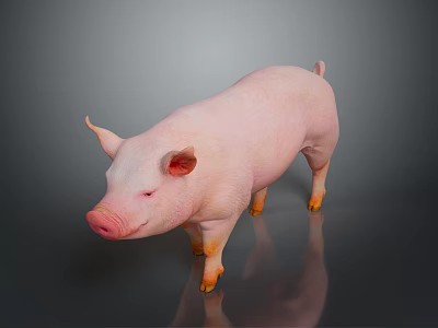Pink Pig Standing on Smooth Surface Against Gray Background with Clear Reflection 3d model