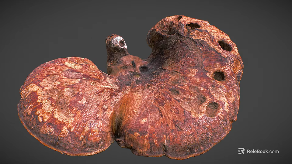 Organic Ganoderma Mushroom With Brown Red Texture And Fan Shaped Holes 3d model 