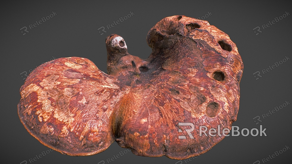 Ganoderma lucidum scanning Ganoderma lucidum mushroom fungus plant Lentinus edodes model