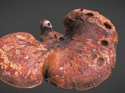 Organic Ganoderma Mushroom With Brown Red Texture And Fan Shaped Holes 3d model