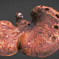 Organic Ganoderma Mushroom With Brown Red Texture And Fan Shaped Holes