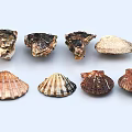 Handcrafted Seashell Sculpture Carving With Natural Texture And Artistic