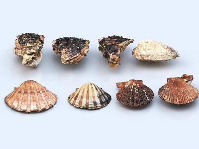 Handcrafted Seashell Sculpture Carving With Natural Texture And Artistic 3d model