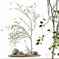 Lush Natural Arbor with Elegant Branches and Vibrant Green Leaves in Outdoor Scene