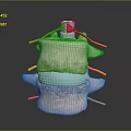 Human Spine Anatomy Model Showing Vertebrae Disc And Nerve Roots Structure 3d model