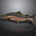 Colorful Rainbow Trout With Green Pink Black Spots Streamlined Body On Gray Background With Reflection