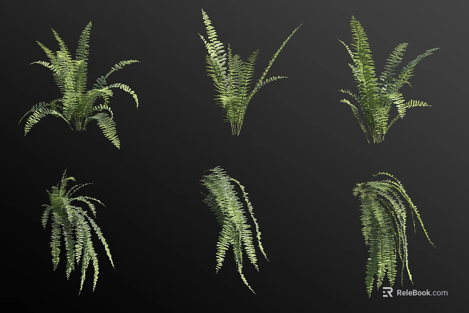 Six Green Fern Plants in Various Forms Displayed on Black Background 3d model 