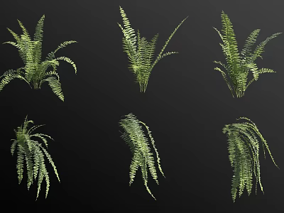 Six Green Fern Plants in Various Forms Displayed on Black Background 3d model