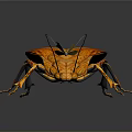 Orange Leaf Insect With Detailed Wing Texture Long Antennae And Small Leaf On Black Background