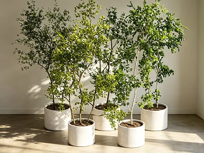 Bonsai Plants in White Planters with Green Foliage in Bright Indoor Space 3d model