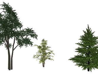 Tree 3d model