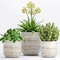 Decorative Potted Plants In White Ceramic Pots With Green Leaves And Yellow Flowers
