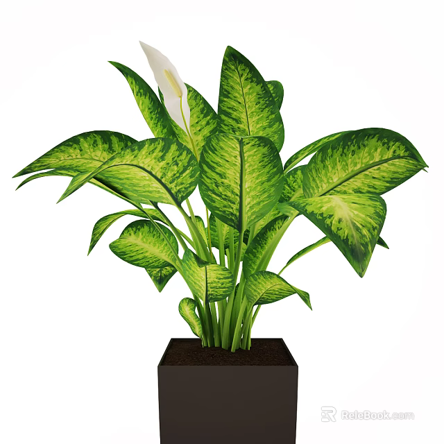 Variegated Green Yellow Leaf Potted Plant With White Calla Lily In Black Square Pot 3d model 