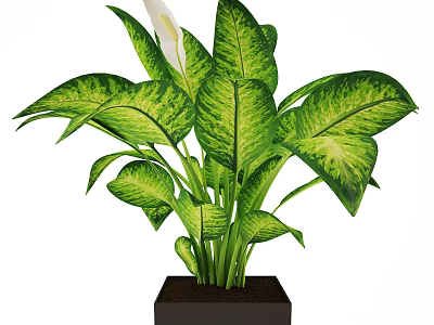 Variegated Green Yellow Leaf Potted Plant With White Calla Lily In Black Square Pot 3d model