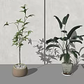 Indoor Decorative Bonsai Plants With Different Leaf Shapes In Brown Round And White Geometric Planters