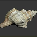 Modern Conch Bone Snail Field Snail 3d model