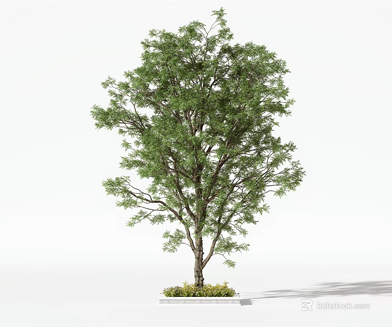 Lush Green Leafy Arbor With Slender Trunk And Base On White Background 3d model 