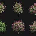 Various Arbor Trees With Purple Flowers And Green Foliage In Different Forms 3d model