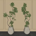 Bonsai Plants in White Pots with Green Foliage Against Light Colored Wall and Decorative Moldings