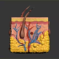 Detailed 3D Skin Structure Model Showing Layers Blood Vessels And Hair Follicles
