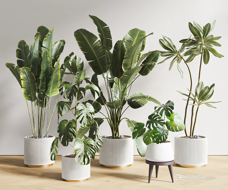 Indoor Potted Plants With Various Green Leaves In White Ceramic Pots On Wooden Floor 3d model 