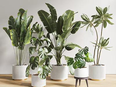Indoor Potted Plants With Various Green Leaves In White Ceramic Pots On Wooden Floor 3d model