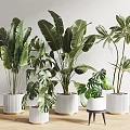 Indoor Potted Plants With Various Green Leaves In White Ceramic Pots On Wooden Floor