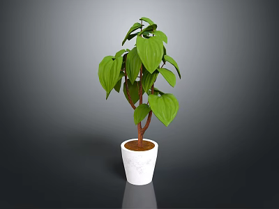 Green Leafy Plant with Brown Stems in White Ceramic Pot for Indoor Decoration 3d model