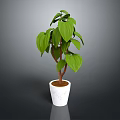 Green Leafy Plant with Brown Stems in White Ceramic Pot for Indoor Decoration
