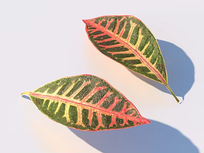 Two Vibrant Colorful Leaves With Green Red Yellow Stripes And Visible Veins 3d model