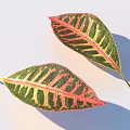 Two Vibrant Colorful Leaves With Green Red Yellow Stripes And Visible Veins
