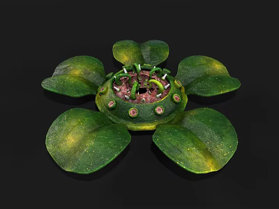 Green Water Lily Plant With Large Leaves And Central Flower Structure 3d model