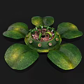 Green Water Lily Plant With Large Leaves And Central Flower Structure