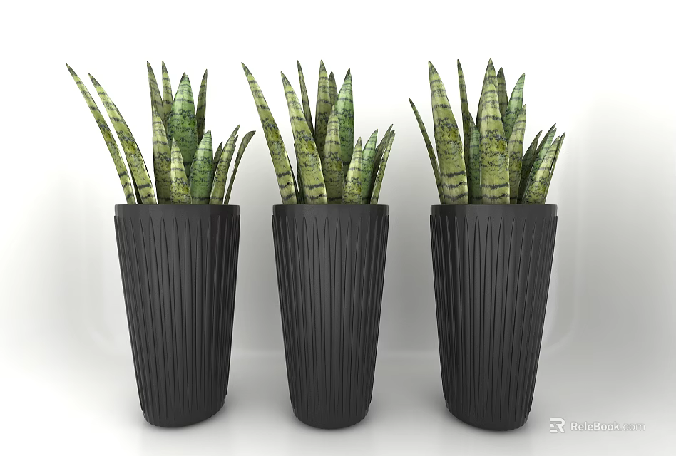 Three Potted Snake Plants in Black Ribbed Planters on White Background 3d model 