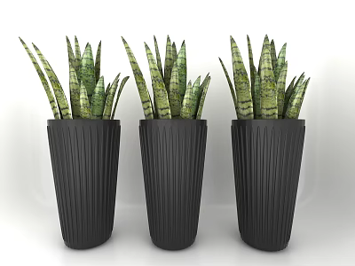 Three Potted Snake Plants in Black Ribbed Planters on White Background 3d model