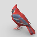 Red and Blue Crested Cardinal Bird with Orange Beak and Claws on Gray Background