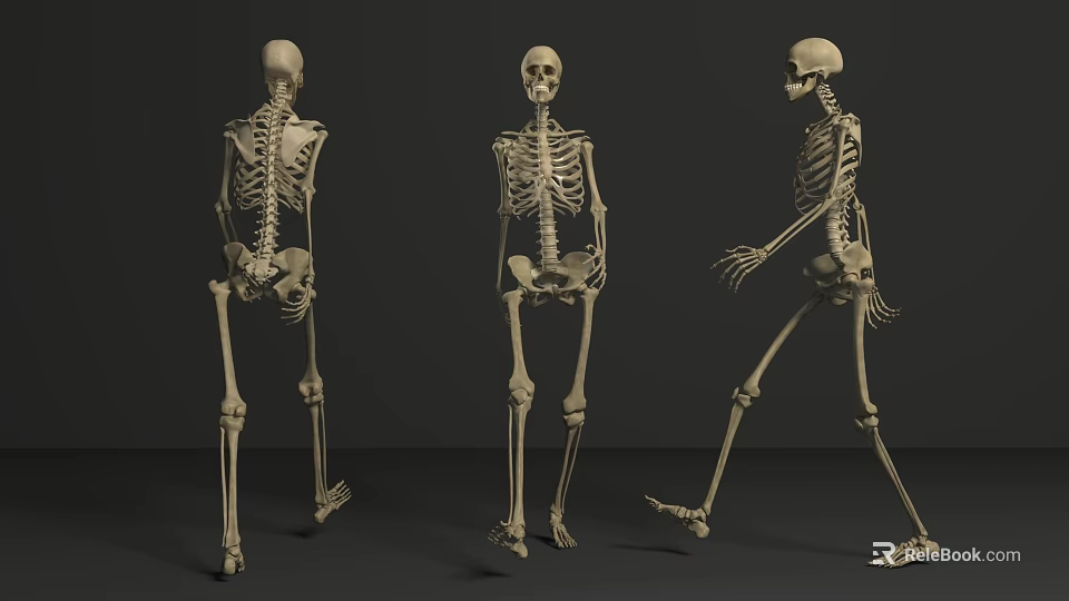 Game and Movie Character 3D Skeleton Model in Various Poses with Front Back Side Views 3d model 