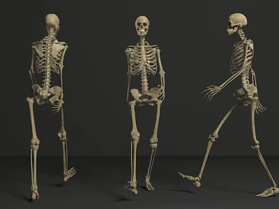 Game and Movie Character 3D Skeleton Model in Various Poses with Front Back Side Views 3d model