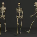 Game and Movie Character 3D Skeleton Model in Various Poses with Front Back Side Views