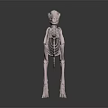 Veterinary Medical Device Animal Skeleton Model with Detailed Structure for Anatomical Education and Clinical Training