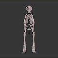 Modern Skeleton Dog Skeleton Animal Skeleton Skeleton 3d model