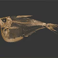 Artistic Golden Fish Skeleton Display On Dark Background With Reflection