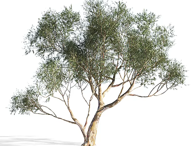 Arbor Tree With Lush Green Foliage And Branching Structure In Natural Setting 3d model