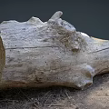 Natural Wood Log With Rustic Texture Knots On Ground And Dry Hay