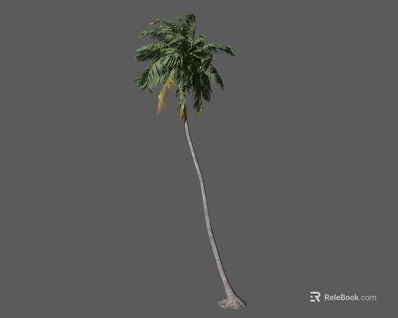 Tall Palm Tree With Slender Trunk And Green Fronds In Natural Environment 3d model 