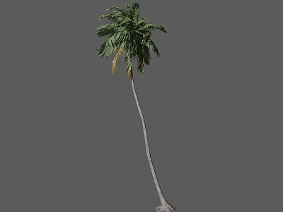 Tall Palm Tree With Slender Trunk And Green Fronds In Natural Environment 3d model