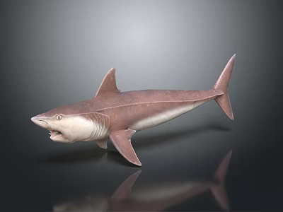 Realistic Detailed Brown Shark Model Displayed On Black Background With Reflection 3d model