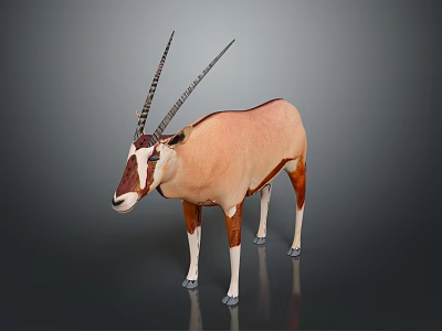 Brown and White Antelope with Long Horns Standing in Studio Setting 3d model